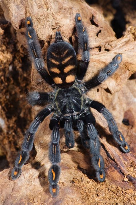 TARANTULAS: Alive And Up Close: Arboreal Tarantulas