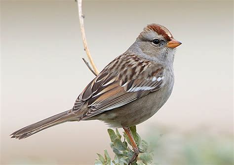 White-crowned Sparrow - ID, Facts, Diet, Habit & More | Birdzilla