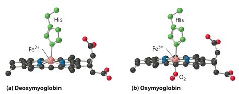 7.Hemoglobin:활동하는 단백질의 모습 : 네이버 블로그