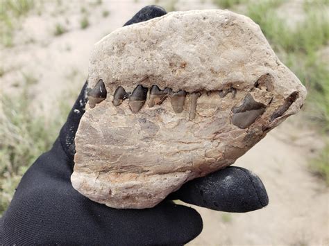 Jaw from Badlands National Park South Dakota : r/fossilid