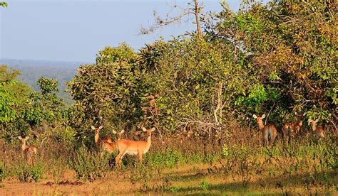 Animals That Live in Ghana - WorldAtlas