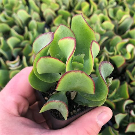 Crassula arborescens ‘Curly Green’ - Ripple Jade (2" Pot) | Little Prince To Go