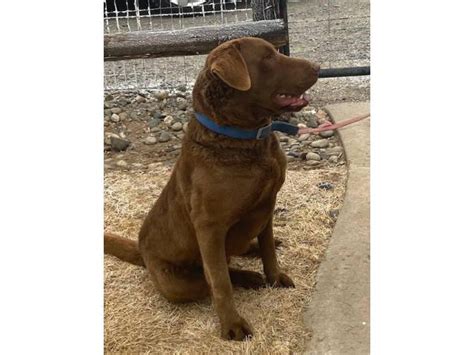 Chesapeake Bay Retriever Puppies Cedar Rapids - Puppies for Sale Near Me