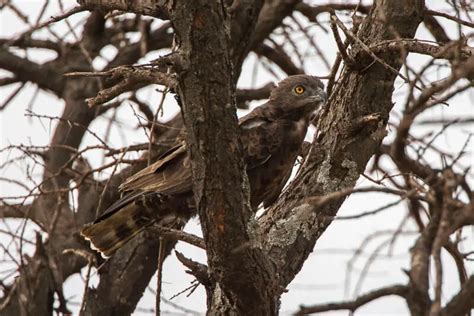 Brown snake eagle - Facts, Diet, Habitat & Pictures on Animalia.bio