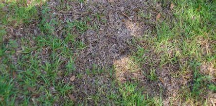 How to Kill Fungus on Your Lawn - Best Manual Lawn Aerator