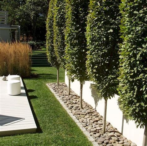 Incredible Privacy Fence Trees Simple Ideas | Home decorating Ideas