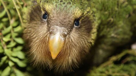 kakapo