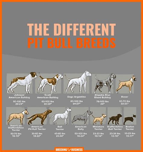 Different Types of Pitbulls — APBT, American Bully, Bulldogs, Staffies... | Different types of ...