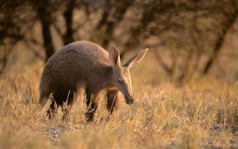 Aardvark - Orycteropus afer | Animals, African wildlife, Mammals