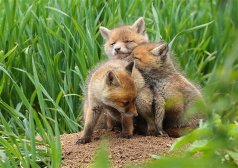 Pin on Foxes