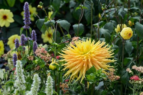 Yellow-Flowered Dahlias - gardenersworld.com