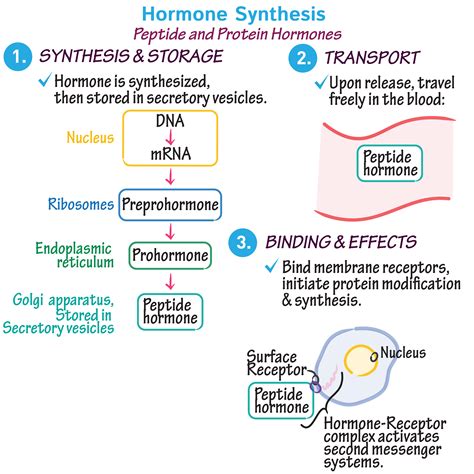 Physiology Glossary: Hormone Synthesis | Draw It to Know It