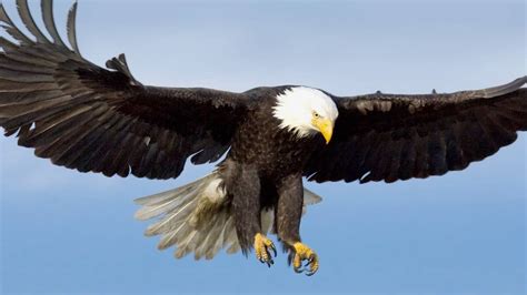 Eagle Facts, Worksheets, Size, Diet, Habitat & Offspring For Kids