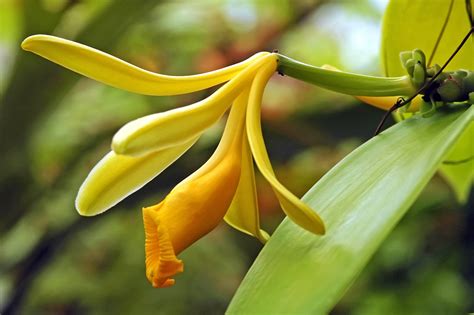 Baunilha, o fruto de uma orquídea