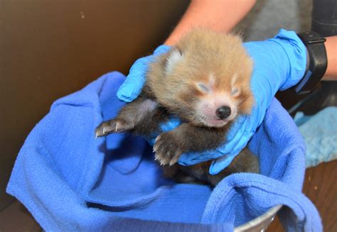 BPZOO Welcomes Endangered Red Panda Cub | The Buttonwood Park Zoo