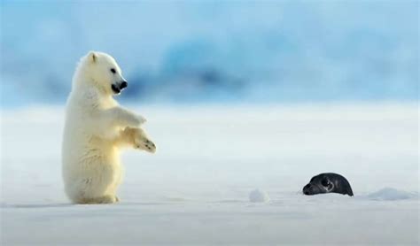 Polar Bear Cub's Adorable Encounter with a Seal