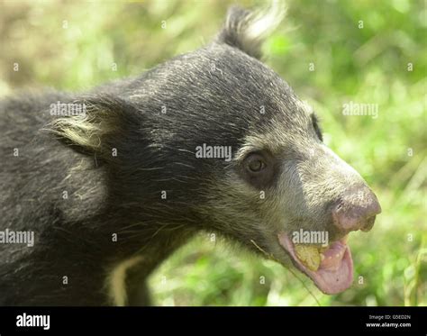 Sloth bear cub Stock Photo - Alamy