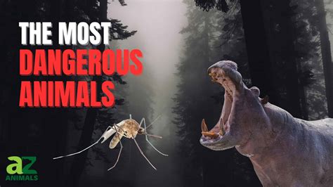 The Top 10 Deadliest Animals In The World - A-Z Animals