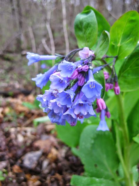 Virginia Bluebells | Rotary Botanical Gardens