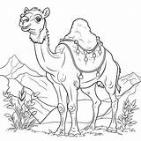 Camel Coloring Pages – Coloring Corner sketch template