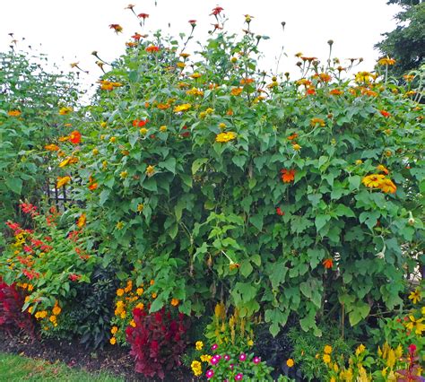 Mexican sunflower, Tithonia rotundifolia – Wisconsin Horticulture