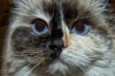 Ragdoll cat blue eyes 20178185 Stock Photo at Vecteezy