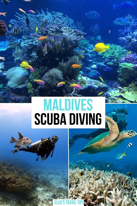 Scuba Diving in the Maldives: Unbelievable Colors & Wildlife