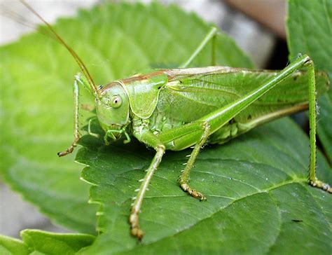 How do crickets sing? | Natural World of Living Things