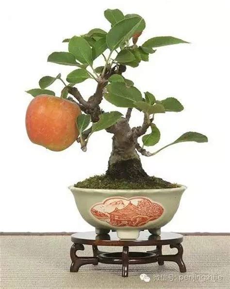 Fruiting & Flowering Bonsai | Bonsai Bark