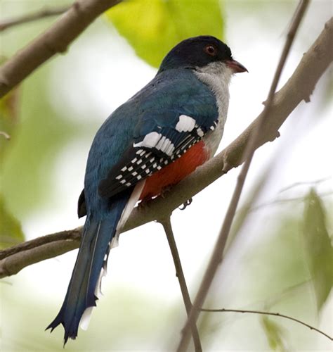 Birds of Cuba | Wildlife Journal Junior