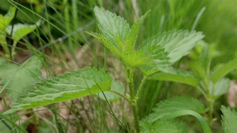 Nettle Plant Identification – Herbal Walk Series | Plants, Plant identification, Herbalism