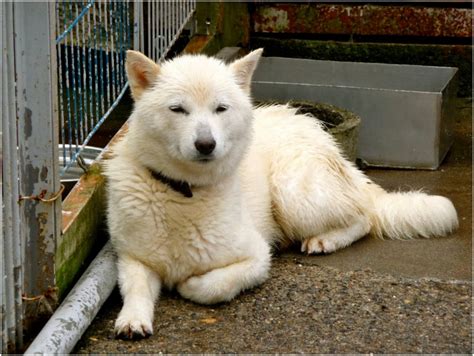 Hokkaido Dog - Pictures, Rescue, Puppies, Breeders, Temperament ...