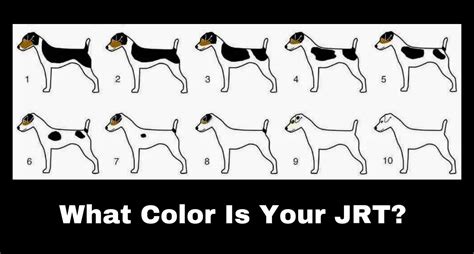 Jack Russell Terrier Coat Colorings