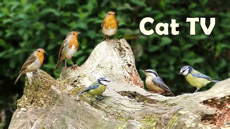 Cat TV : Chirping Birds - A Video for Cats to Watch - YouTube