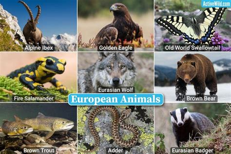 Animals Around The World – Discover Species From Every Continent | Environment.org