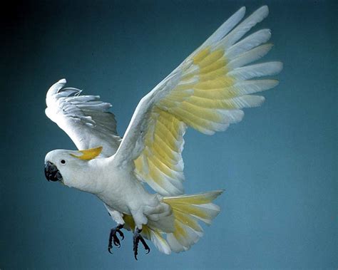 Parrot Blog! : Cockatoo Species Info: