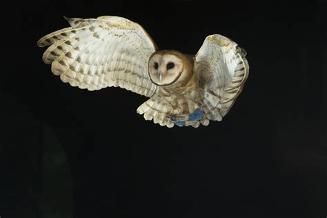 How do owls hunt at night? - Discover Wildlife