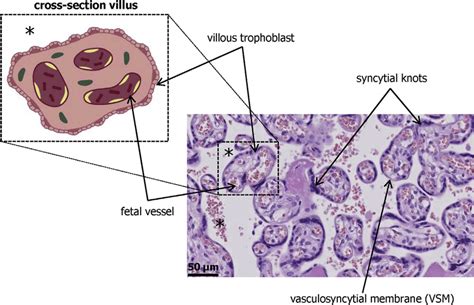 Placenta Cross Section Histology