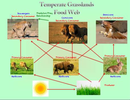 Temperate Grassland Food Web - slidesharetrick