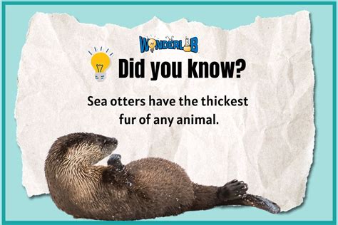 Otter Fun Facts! - WonderLab