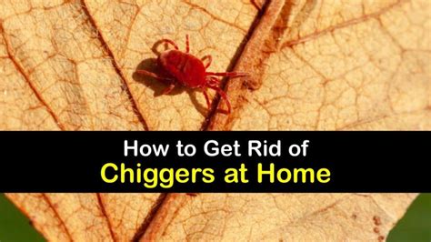 How to Get Rid of Chiggers at Home