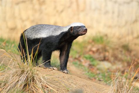 A 5-million-year-old relative of the honey badger has been discovered
