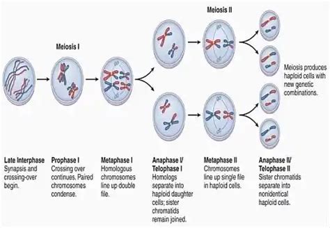 Meiosis: Stages, Phases of Meiosis 1 and 2 with diagrams - Jotscroll