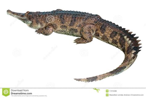 Gavial stock photo. Image of caiman, teeth, animals, wildlife - 17370498 Gharial, Crocodile ...