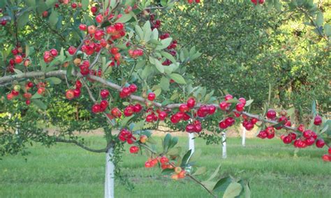 Paul's Mayhaw Orchard | Arkansas.com