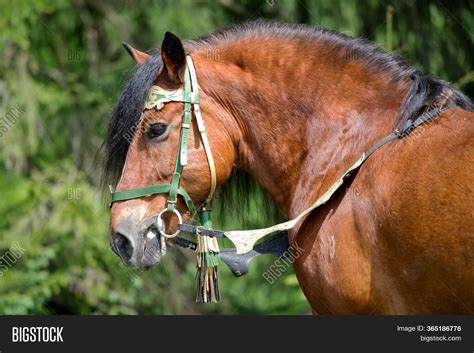 Portrait Draught Horse Image & Photo (Free Trial) | Bigstock