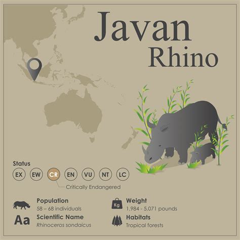 Javan Rhinoceros Animal Facts | Rhinoceros Sondaicus | AZ Animals