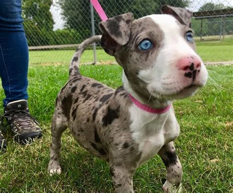 Merle Pitbull: Is This Unusually Colored Dog Right For You?