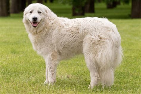 Maremma Sheepdog Dogs | Dog Breeds