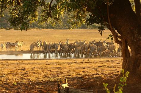 Gorah Elephant Camp (Safari Lodges) - Jetzt günstig buchen | EWTC